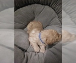 Small Photo #3 Goldendoodle (Miniature) Puppy For Sale in NORTH LIBERTY, IN, USA