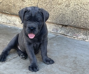 Bulldog Puppy for sale in DINUBA, CA, USA