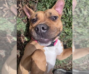 Boxer-Unknown Mix Dogs for adoption in Plano, TX, USA