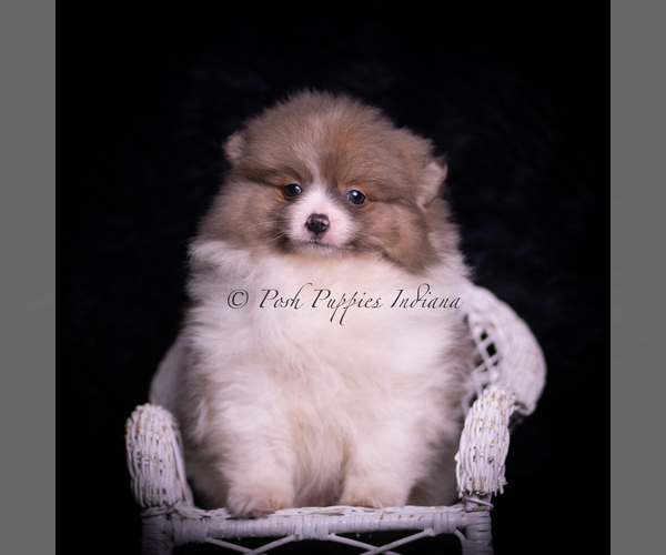Medium Photo #1 Pomeranian Puppy For Sale in WARSAW, IN, USA
