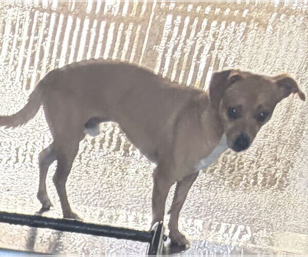 Medium Photo #2 Chihuahua-Unknown Mix Puppy For Sale in Oakland Park, FL, USA