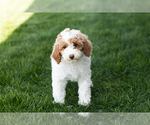 Small Photo #2 Poodle (Miniature) Puppy For Sale in MILLERSBURG, IN, USA