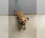 *GIRLY POP - Female Mutt Dog for Adoption - Small photo