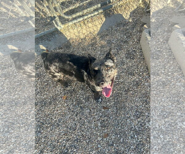 Medium Photo #7 Dachshund-Unknown Mix Puppy For Sale in Oakhurst, NJ, USA