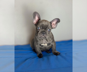 French Bulldog Puppy for sale in JURUPA VALLEY, CA, USA
