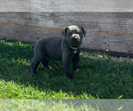 Small Photo #5 Cane Corso Puppy For Sale in LUBBOCK, TX, USA