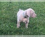 Small Photo #5 Weimaraner Puppy For Sale in WILLOWS, CA, USA