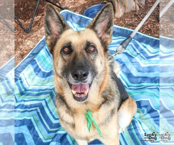 Medium Photo #3 German Shepherd Dog-Unknown Mix Puppy For Sale in Washington, DC, USA