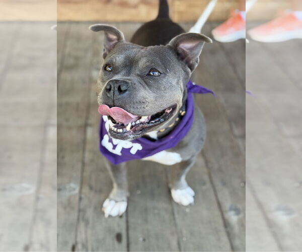 Medium Photo #2 Mutt Puppy For Sale in Euless, TX, USA