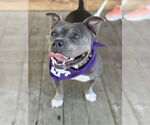 Small #1 Mutt
