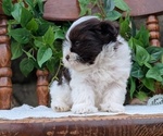 Small Photo #70 Havanese Puppy For Sale in GOSHEN, IN, USA