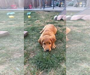 Golden Retriever Puppy for sale in TOMAH, WI, USA