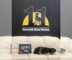 Small #2 Rottweiler Mix
