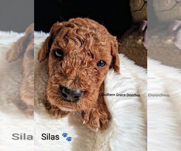 Medium Photo #9 Goldendoodle (Miniature) Puppy For Sale in GASTONIA, NC, USA