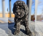 Small Photo #3 Poodle (Miniature) Puppy For Sale in INDIAHOMA, OK, USA