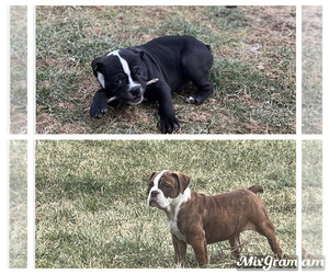 Olde English Bulldogge Puppy for Sale in NORTHUMBERLAND, Pennsylvania USA