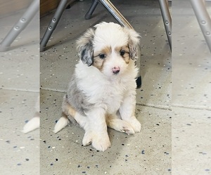 Aussiedoodle Miniature  Puppy for sale in HAMILTON, MI, USA