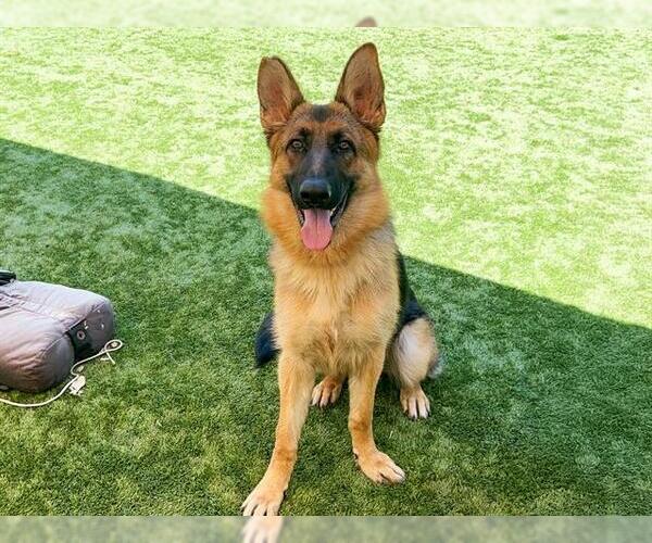Medium Photo #2 German Shepherd Dog Puppy For Sale in Orange, CA, USA