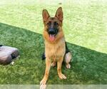 Small #1 German Shepherd Dog