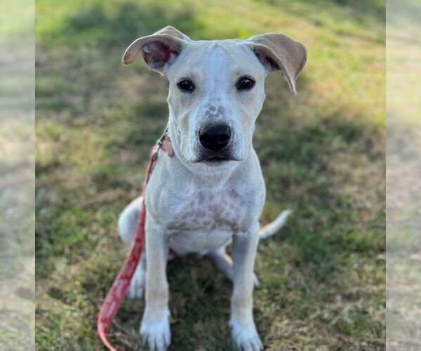 Medium Photo #15 Labrador Retriever-Unknown Mix Puppy For Sale in Canton, CT, USA