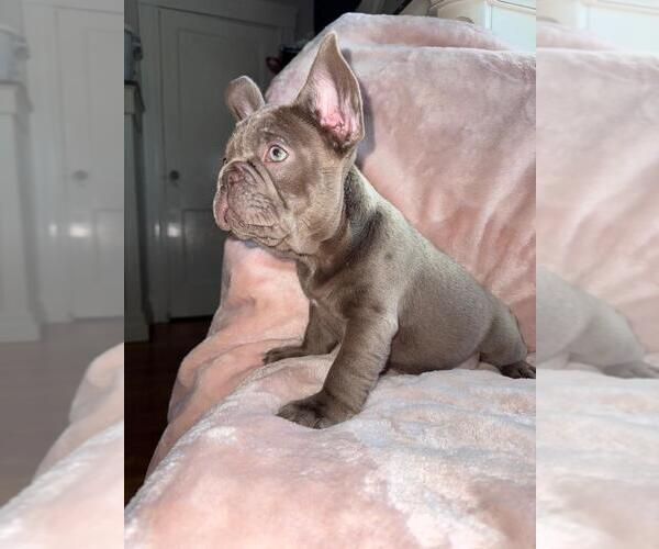 Medium Photo #4 French Bulldog Puppy For Sale in REVERE, MA, USA