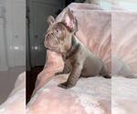 Small #3 French Bulldog