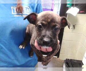 German Shepherd Dog-Unknown Mix Dogs for adoption in Tulsa, OK, USA