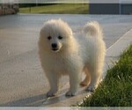 Small Photo #3 Samoyed Puppy For Sale in FREDERICKSBURG, OH, USA
