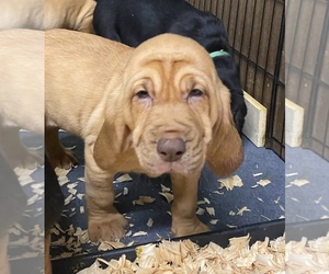 Bloodhound Puppy for sale in FANCY FARM, KY, USA