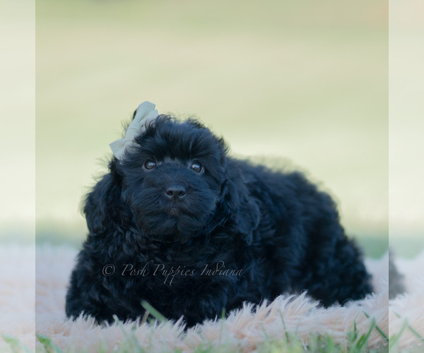 Medium Photo #5 Goldendoodle (Miniature) Puppy For Sale in WARSAW, IN, USA