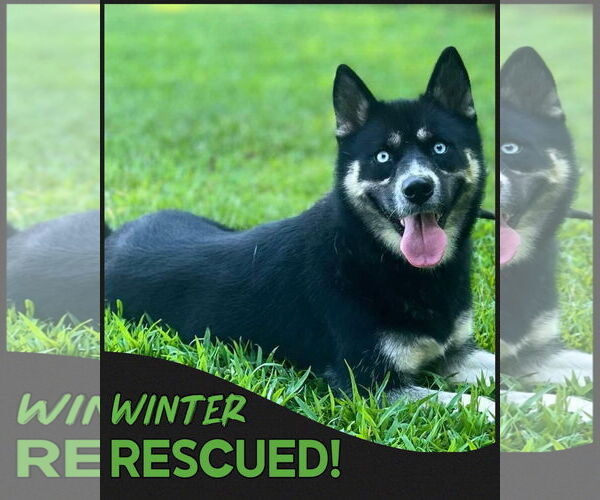 Medium Photo #1 Border Collie-Siberian Husky Mix Puppy For Sale in Cumming, GA, USA