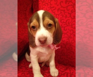 Beagle Puppy for sale in REDMOND, WA, USA