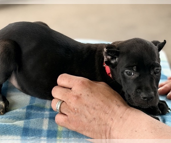 Medium Photo #22 Cane Corso Puppy For Sale in ANDERSON, IN, USA
