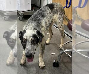 Australian Shepherd Dogs for adoption in Forestville, MD, USA