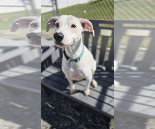 Medium Photo #6 Mutt Puppy For Sale in Rockaway, NJ, USA