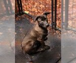 Small Photo #5 Mutt Puppy For Sale in Bellevue, WA, USA