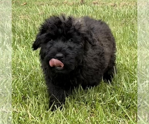 Medium Photo #1 Bouvier Des Flandres Puppy For Sale in WALKER, LA, USA