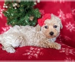 Small Photo #5 Bichpoo Puppy For Sale in NOTTINGHAM, PA, USA