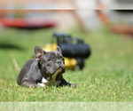 Small #3 French Bulldog