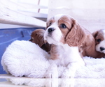 Small Photo #3 Cavalier King Charles Spaniel Puppy For Sale in ALBUQUERQUE, NM, USA