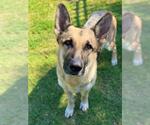 Small #1 German Shepherd Dog