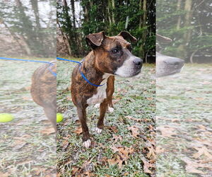 Mutt Dogs for adoption in Germantown, OH, USA