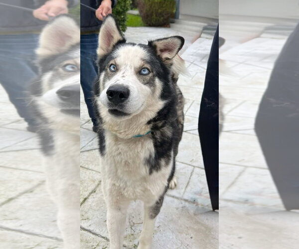 Medium Photo #2 Siberian Husky Puppy For Sale in Woodland Hills, CA, USA