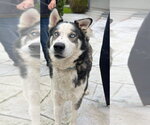 Small Photo #2 Siberian Husky Puppy For Sale in Woodland Hills, CA, USA