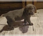 Small Photo #8 Cane Corso Puppy For Sale in NUNICA, MI, USA