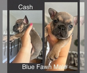 French Bulldog Puppy for sale in FAIRMONT, NC, USA