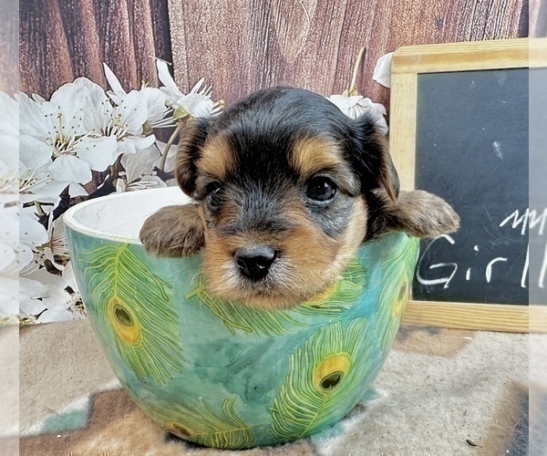 Medium Photo #27 Morkie Puppy For Sale in CASSVILLE, MO, USA