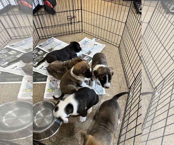 Medium Photo #4 Mutt Puppy For Sale in Sanford, FL, USA