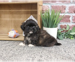 Small #2 Shih Tzu