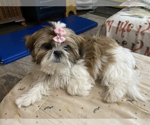 Shih Tzu Puppy for sale in KETTLE FALLS, WA, USA